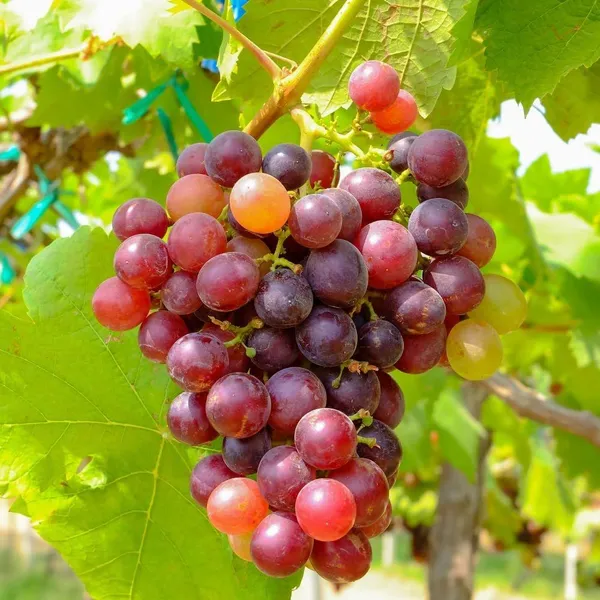 Hybrid_Seedless_Red_Grapes_Grafting_Fruit_Plant_(_Pack_Of-1_)