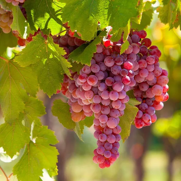 Hybrid_Seedless_Red_Grapes_Grafting_Fruit_Plant_(_Pack_Of-1_)