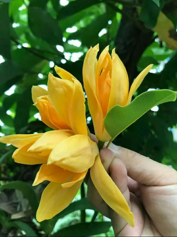 Hybrid_Golden_Champa_Grafting_Plant_(Pack_Of_1)