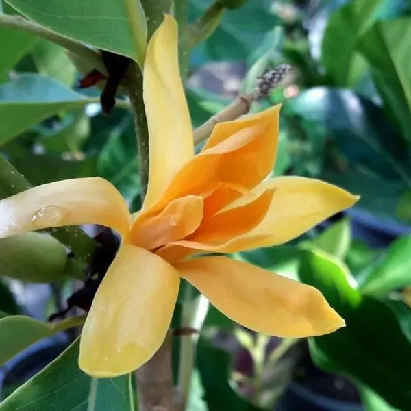 Hybrid_Golden_Champa_Grafting_Plant_(Pack_Of_1)