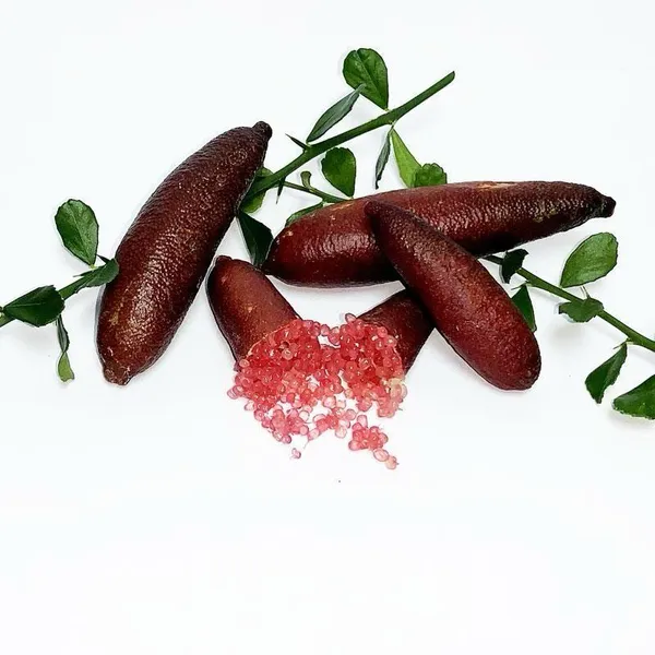 Finger_Lemon_Fruit_Plant_(Hybrid_&_Grafting_)Pack_Of-1