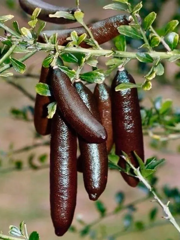 Finger_Lemon_Fruit_Plant_(Hybrid_&_Grafting_)Pack_Of-1