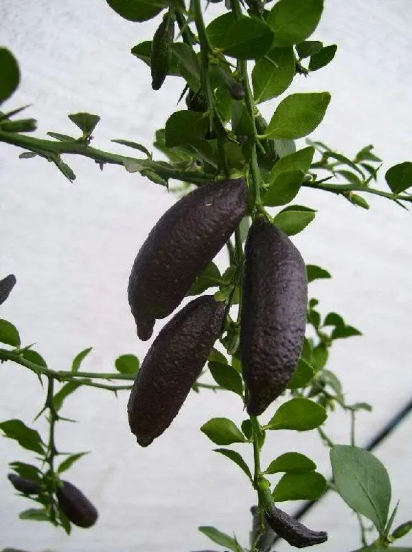 Finger_Lemon_Fruit_Plant_(Hybrid_&_Grafting_)Pack_Of-1