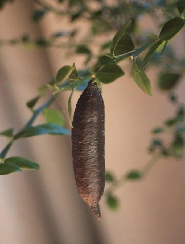 Finger_Lemon_Fruit_Plant_(Hybrid_&_Grafting_)Pack_Of-1
