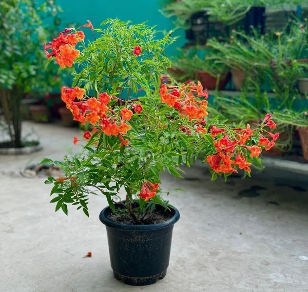 Tecoma_Orange_Flower_Plant_(_Pack_Of-1_)