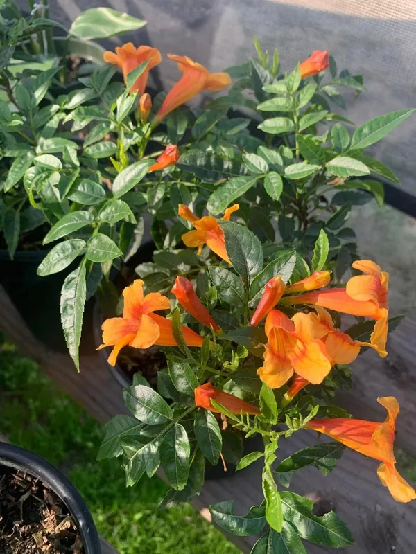 Tecoma_Orange_Flower_Plant_(_Pack_Of-1_)