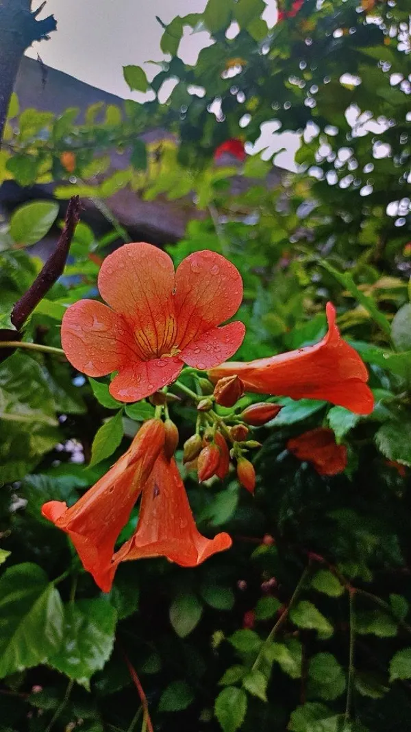 Tecoma_Orange_Flower_Plant_(_Pack_Of-1_)