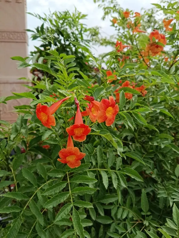 Tecoma_Orange_Flower_Plant_(_Pack_Of-1_)