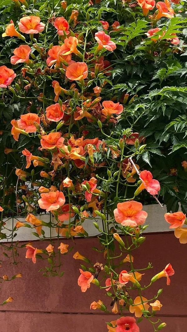 Tecoma_Orange_Flower_Plant_(_Pack_Of-1_)