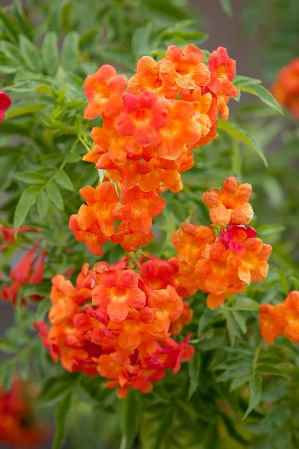 Tecoma_Orange_Flower_Plant_(_Pack_Of-1_)