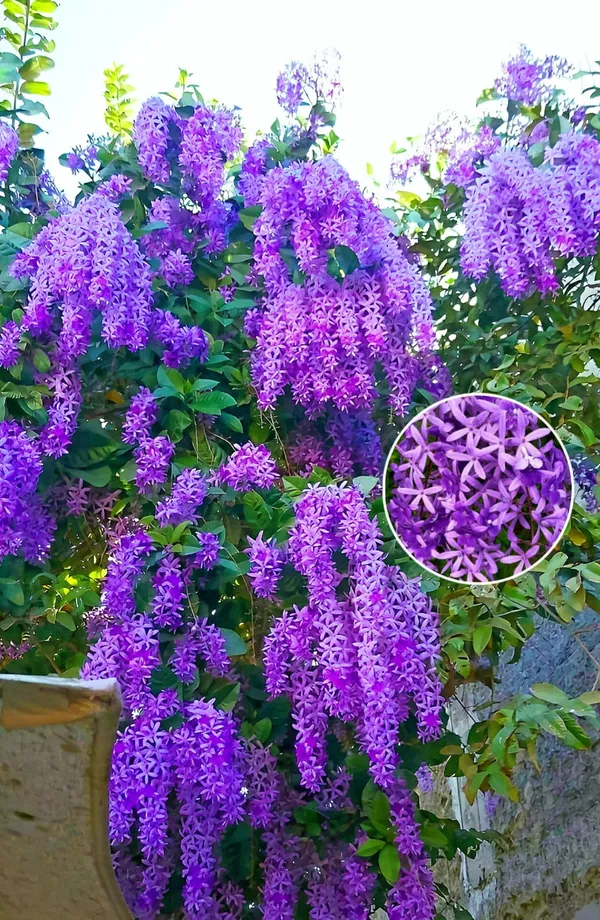 Hybrid_Ptrea_Volubilis_(Neel_Monilota)_Flower_Plant_Pack_Of_1