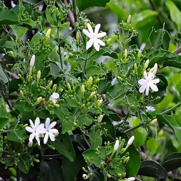 Juhi/Jasmine_Flower_Plant_(Hybrid_&_Grafting)_Pack_Of-1