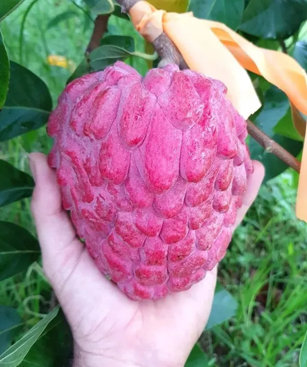 Red_Custard_Apple_(Hybrid_&_Grafting)_Plant_Pack_Of_-1