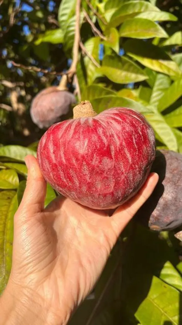 Red_Custard_Apple_(Hybrid_&_Grafting)_Plant_Pack_Of_-1