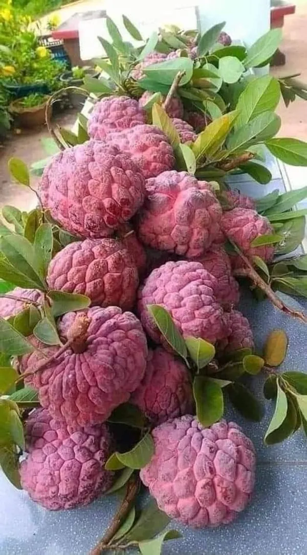 Red_Custard_Apple_(Hybrid_&_Grafting)_Plant_Pack_Of_-1
