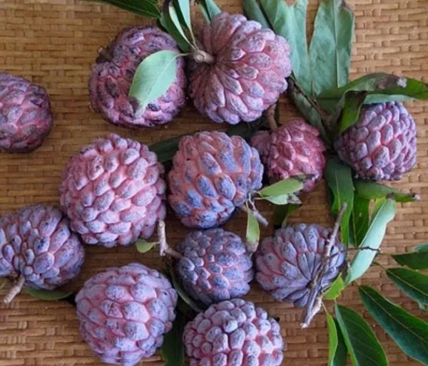 Red_Custard_Apple_(Hybrid_&_Grafting)_Plant_Pack_Of_-1