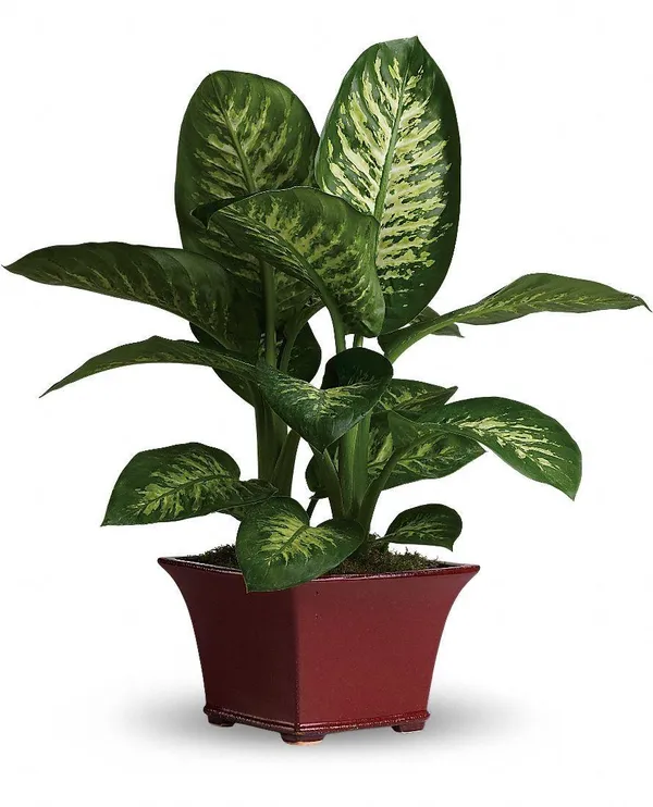 Hybrid_Dieffenbachia_Plant_(Pack_Of-1_)