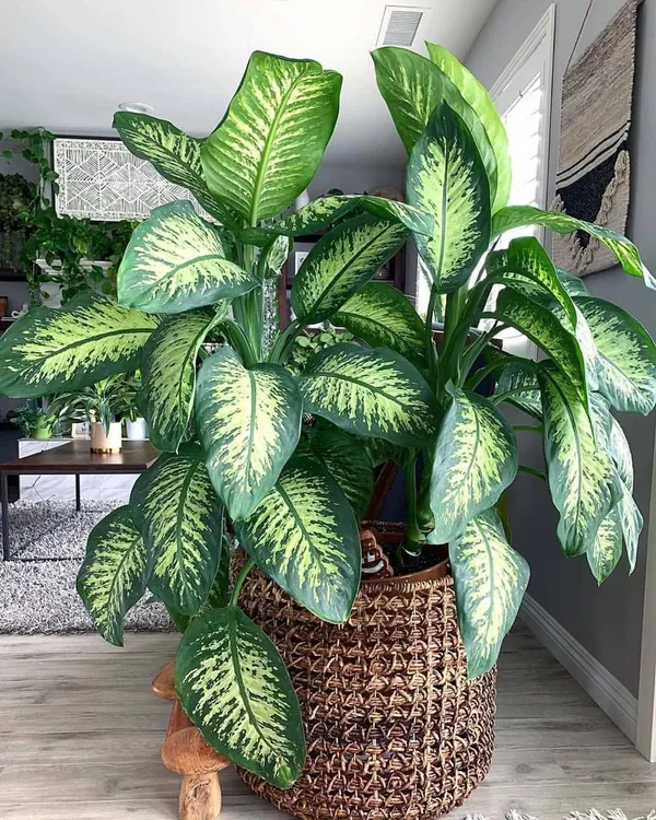 Hybrid_Dieffenbachia_Plant_(Pack_Of-1_)