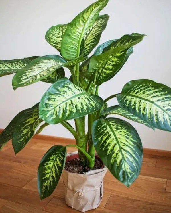 Hybrid_Dieffenbachia_Plant_(Pack_Of-1_)