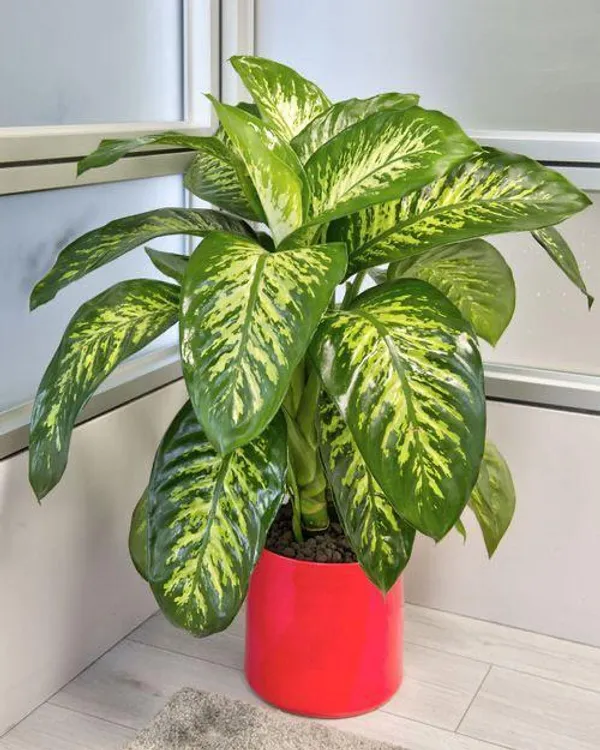 Hybrid_Dieffenbachia_Plant_(Pack_Of-1_)