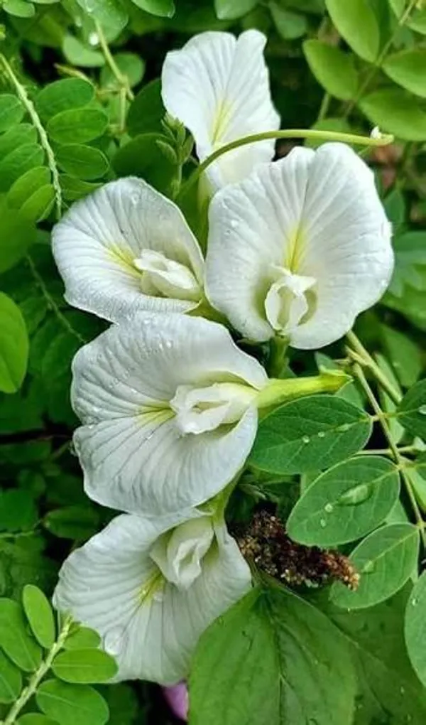 White_Aparajita_Flower_Plant_(Pack_Of-1)