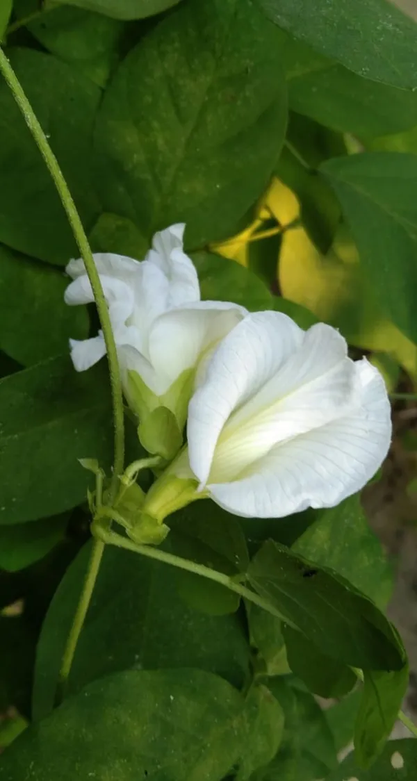 White_Aparajita_Flower_Plant_(Pack_Of-1)