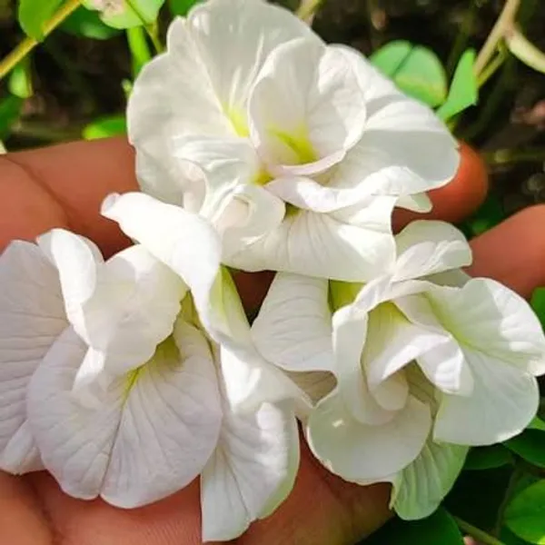 White_Aparajita_Flower_Plant_(Pack_Of-1)