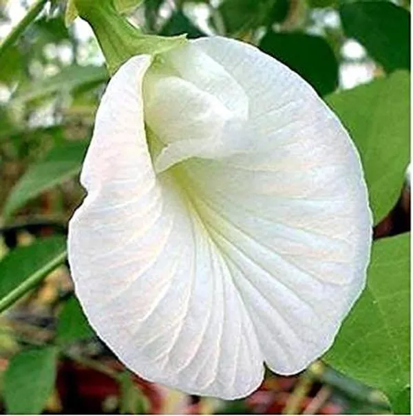 White_Aparajita_Flower_Plant_(Pack_Of-1)