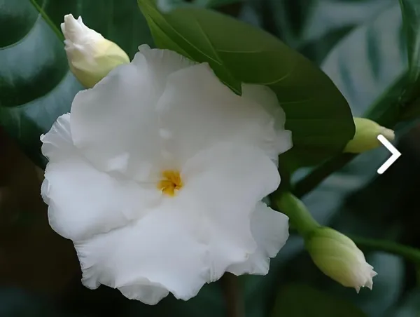 Hybrid_Double_Taggar_Flower_Plant_(Pack_Of-1_)