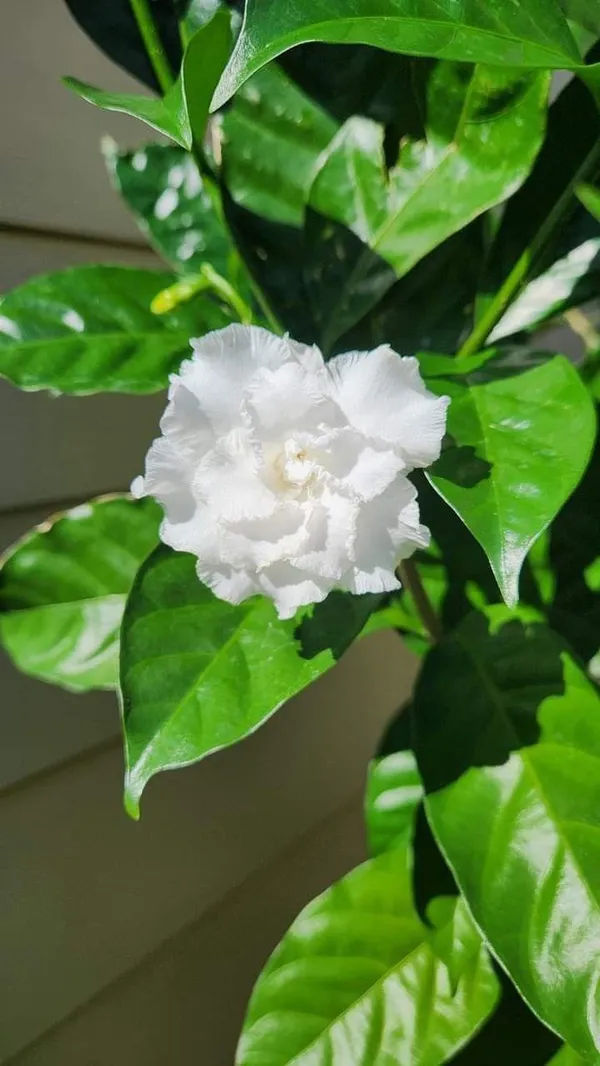 Hybrid_Double_Taggar_Flower_Plant_(Pack_Of-1_)