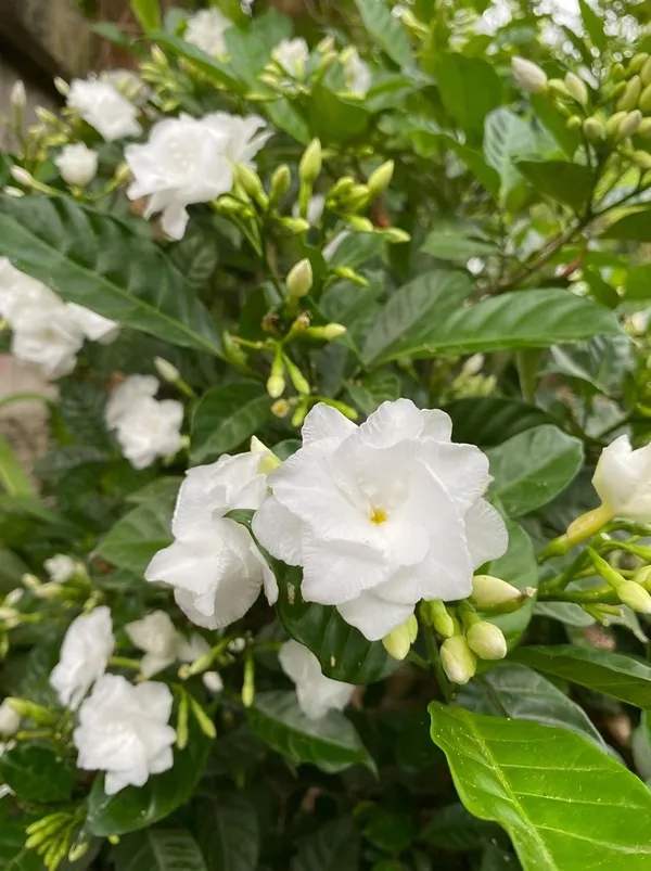 Hybrid_Double_Taggar_Flower_Plant_(Pack_Of-1_)