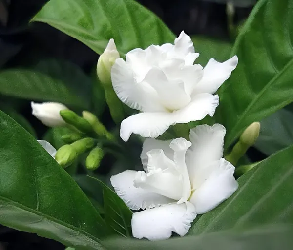 Hybrid_Double_Taggar_Flower_Plant_(Pack_Of-1_)