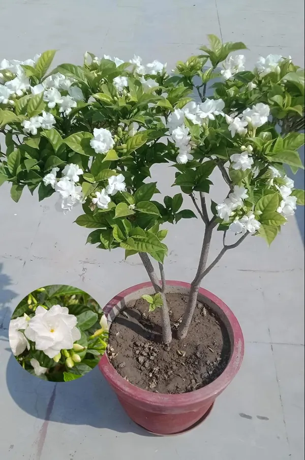 Hybrid_Double_Taggar_Flower_Plant_(Pack_Of-1_)
