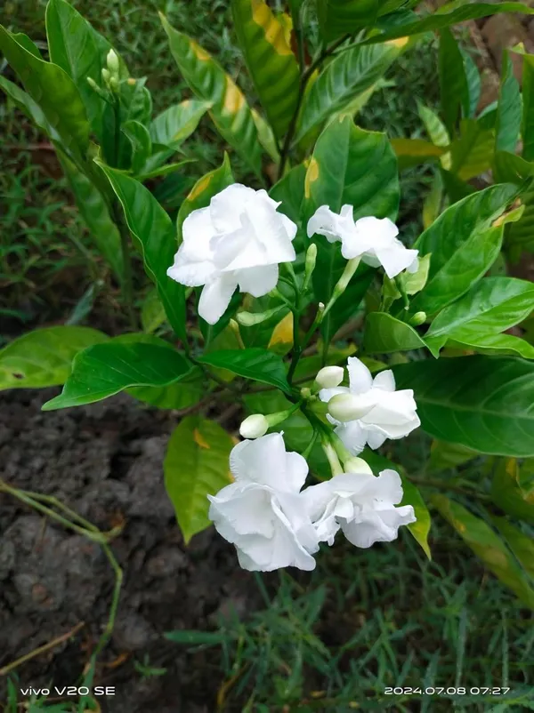 Hybrid_Double_Taggar_Flower_Plant_(Pack_Of-1_)