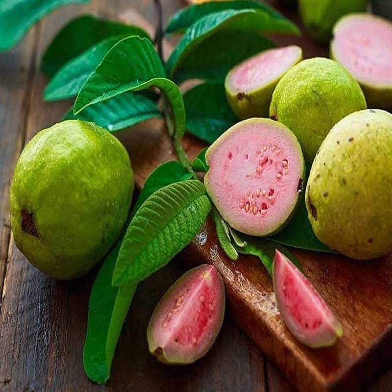 Lalit_Guava_(Hybrid_&_Grafting)_Fruit_Plant_Pack_Of-1