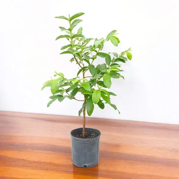 Lalit_Guava_(Hybrid_&_Grafting)_Fruit_Plant_Pack_Of-1