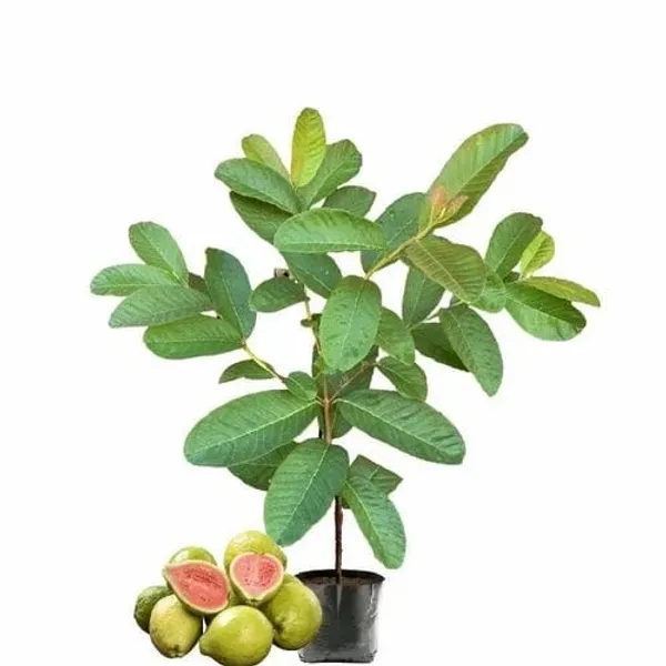 Lalit_Guava_(Hybrid_&_Grafting)_Fruit_Plant_Pack_Of-1