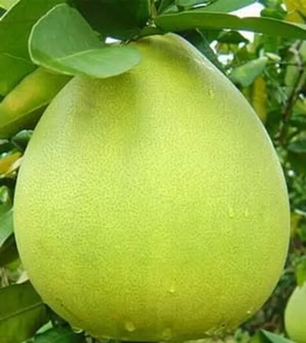 Hybrid_Pomelo_Orange_Grafting_Fruit_Plant_(Pack_Of-1)