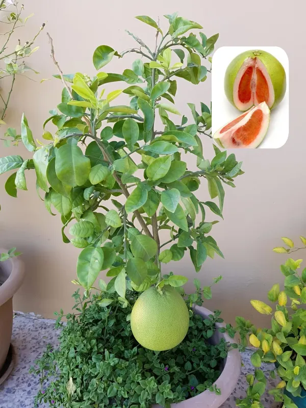 Hybrid_Pomelo_Orange_Grafting_Fruit_Plant_(Pack_Of-1)
