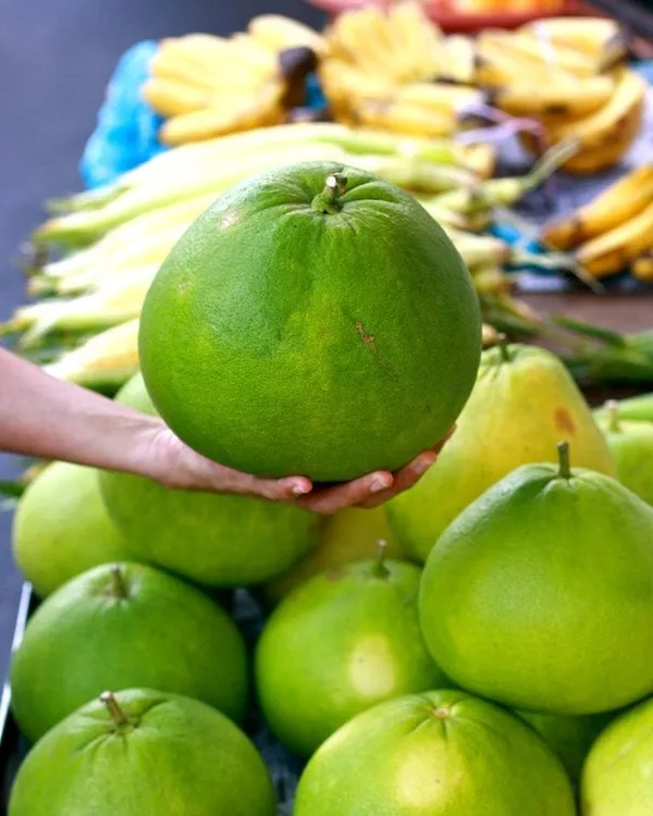 Hybrid_Pomelo_Orange_Grafting_Fruit_Plant_(Pack_Of-1)