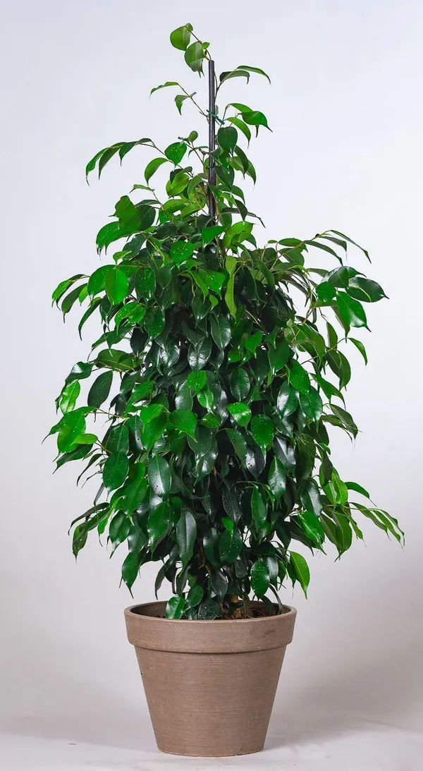 Hybrid_Ficus_Benjamina_Plant_(Pack_Of-1_)