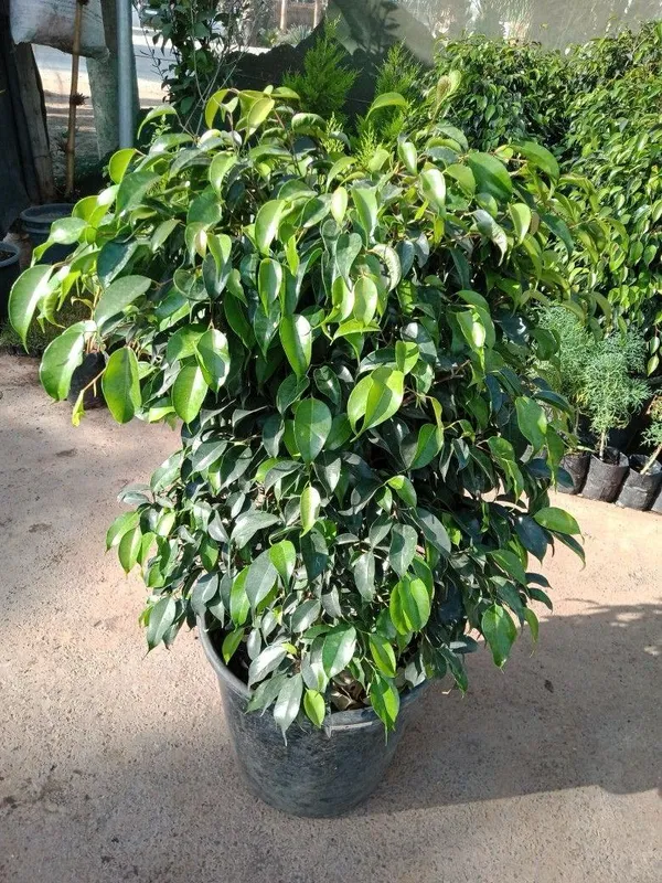 Hybrid_Ficus_Benjamina_Plant_(Pack_Of-1_)