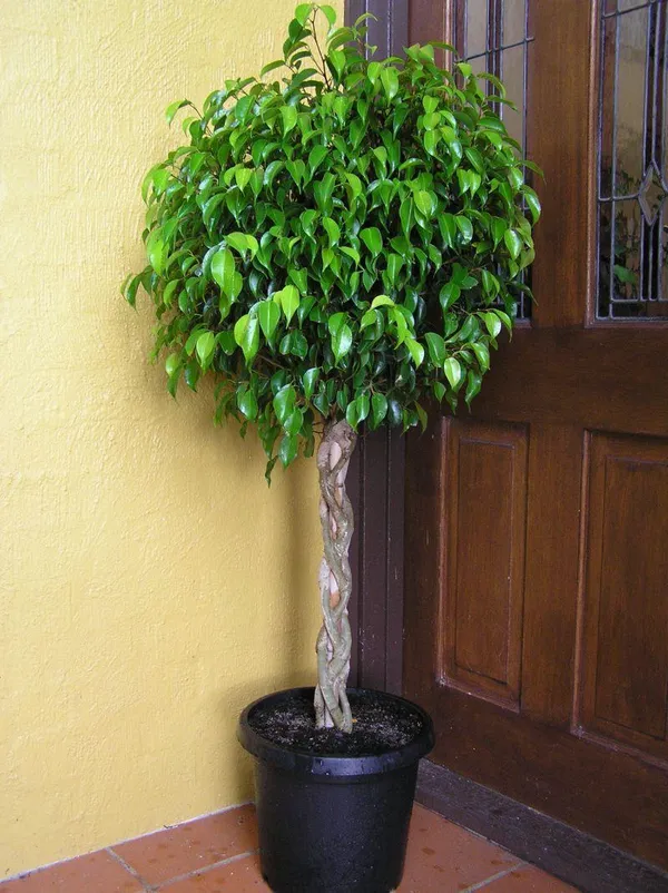 Hybrid_Ficus_Benjamina_Plant_(Pack_Of-1_)