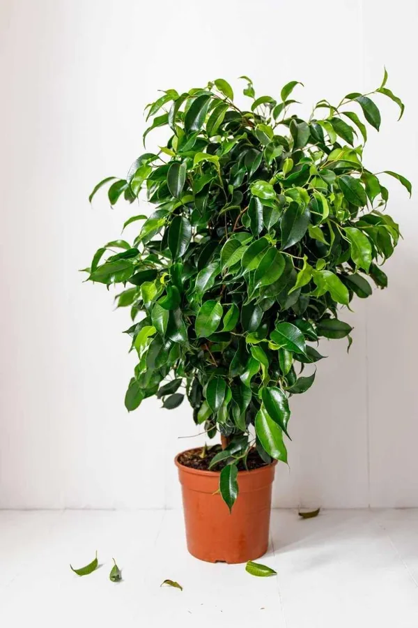 Hybrid_Ficus_Benjamina_Plant_(Pack_Of-1_)