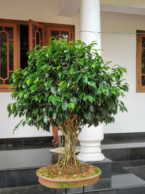 Hybrid_Ficus_Benjamina_Plant_(Pack_Of-1_)
