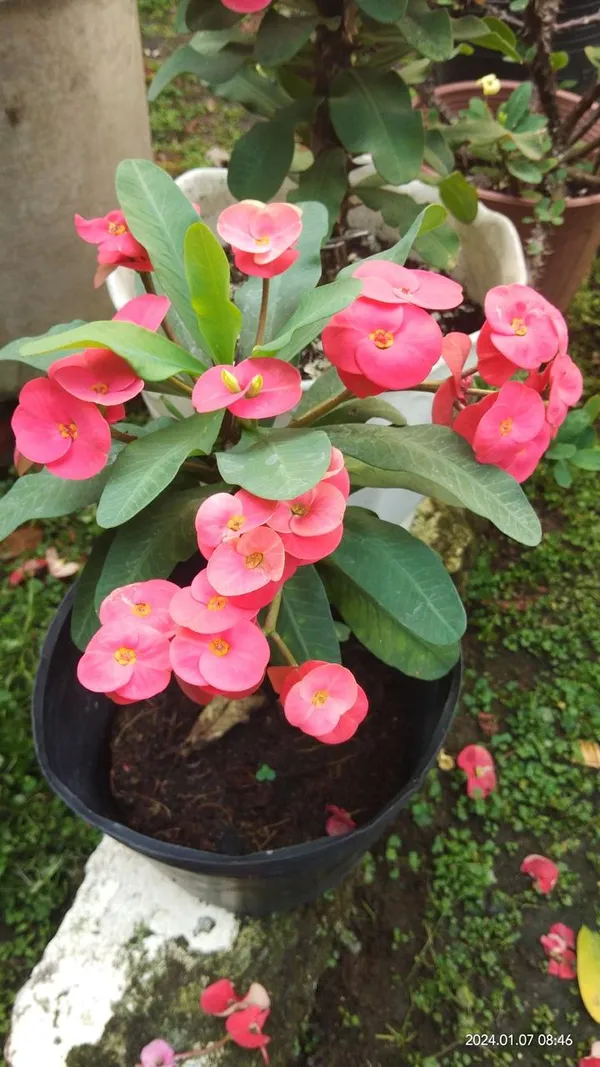 Mili_Pink_Flower_Plant_(Pack_Of-1_)