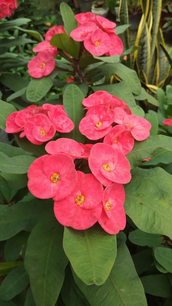 Mili_Pink_Flower_Plant_(Pack_Of-1_)