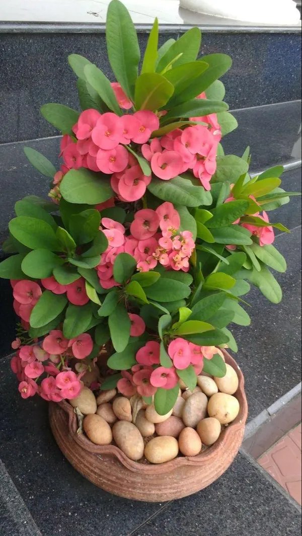 Mili_Pink_Flower_Plant_(Pack_Of-1_)
