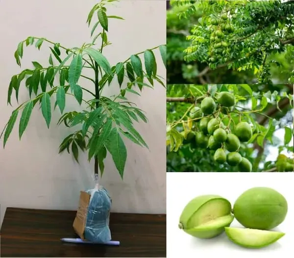 Hybrid_All_Time_Amra_Plant_(Pack_Of-1_)