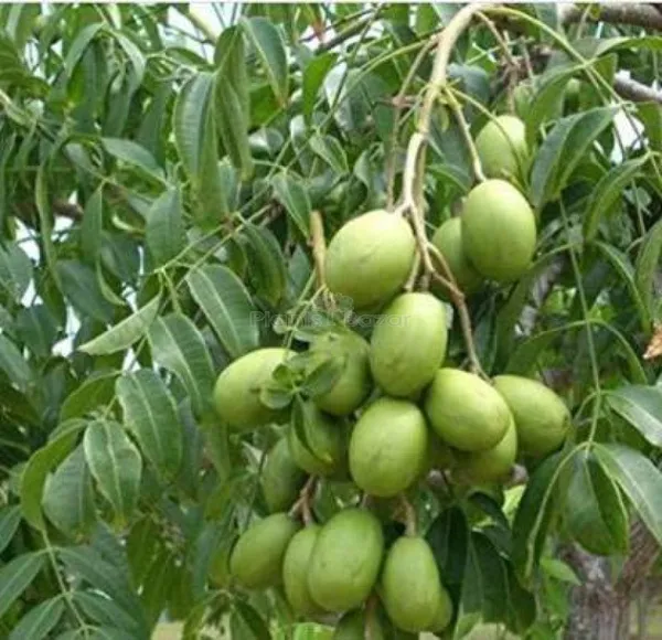 Hybrid_All_Time_Amra_Plant_(Pack_Of-1_)